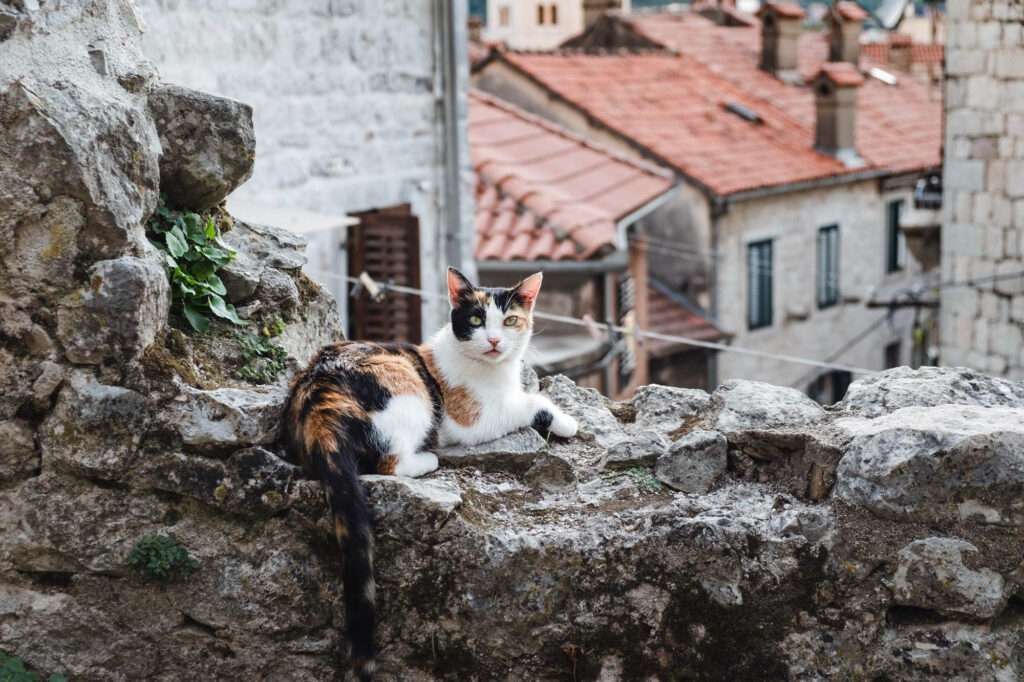 pisici kotor